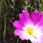 Bartram's Marsh Pink?