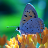 American Copper Butterfly