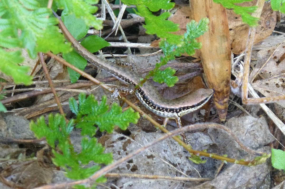 Streamside Skink