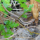 Streamside Skink