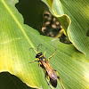 Black and Yellow Mud Dauber