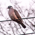 Woodpigeon