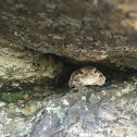 Gray Tree Frog