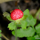 wild strawberry