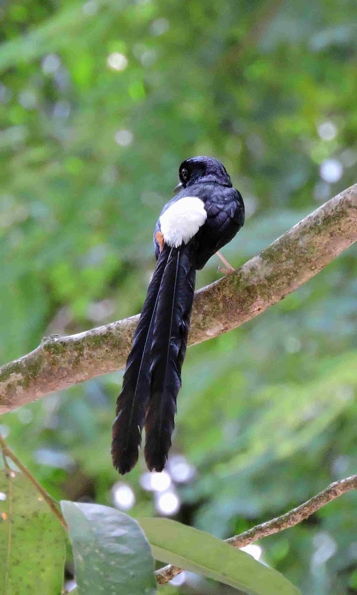 white rumped shama