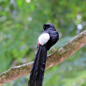 white rumped shama