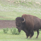 Plains Bison