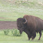 Plains Bison