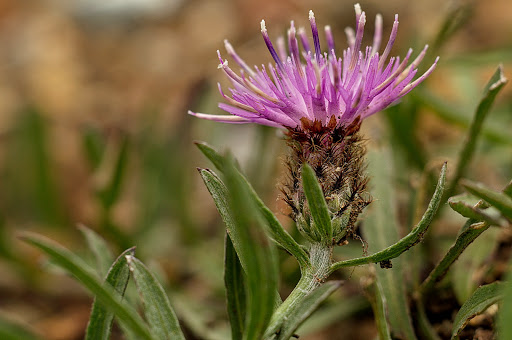 Centaurea gallaecica