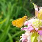 Fiery skipper