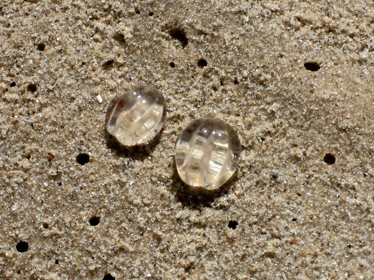 Sea Gooseberry