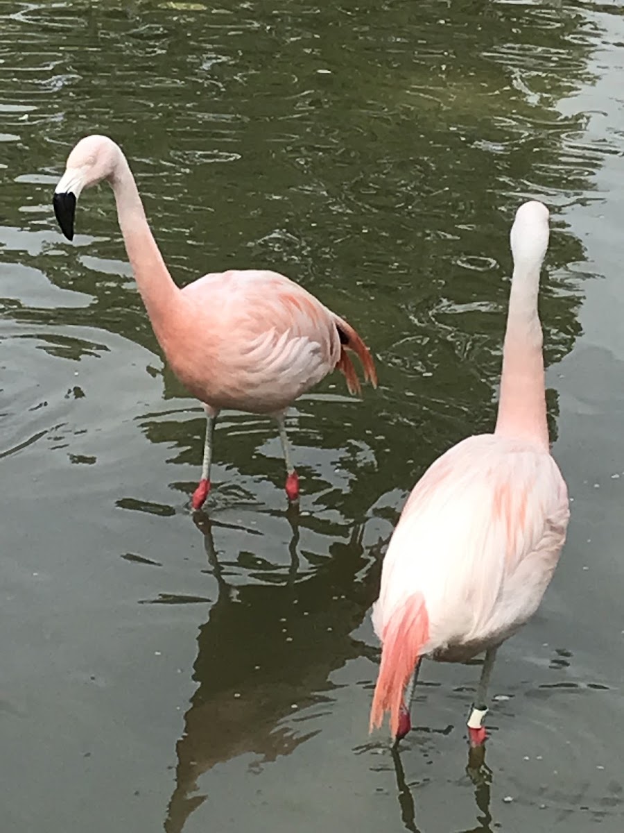 Chilean flamingo