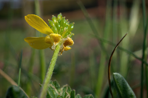 Ranunculus bulbosus