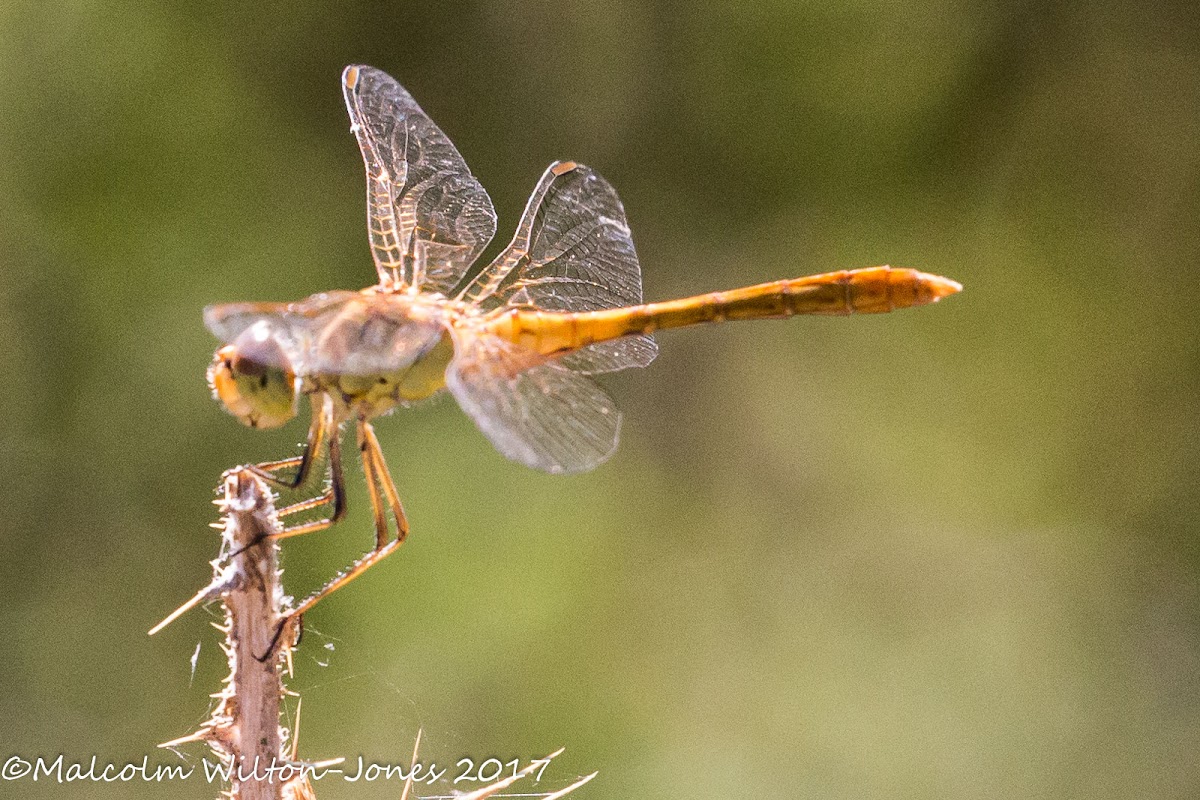 Common Darter