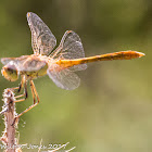 Common Darter