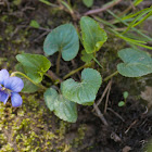 common Blue Violet