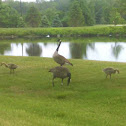 Canada Goose