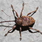 Acorn Weevil