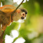 Squirrel Monkey