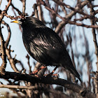 Spotless Starling; Estornino Negro