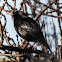 Spotless Starling; Estornino Negro