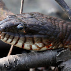 Northern Water Snake