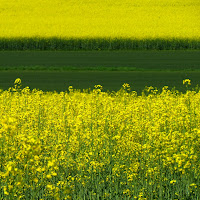 Giallo colza di 