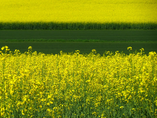 Giallo colza di donyb