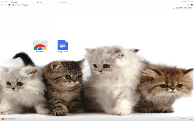 Cute Cats chrome extension