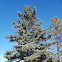 Picea sp.