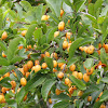 orange fruiting tree