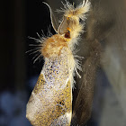 Brown Fluffy-Leg Tussock