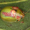 Leaf Beetle