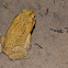 Crapaud Buffle 'jaune'