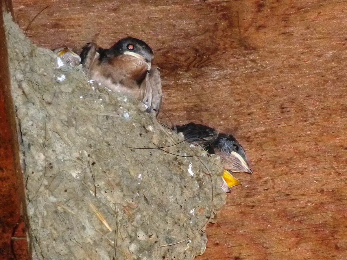 Barn Swallow