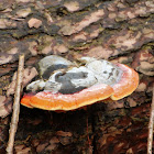 Red-belt Polypore