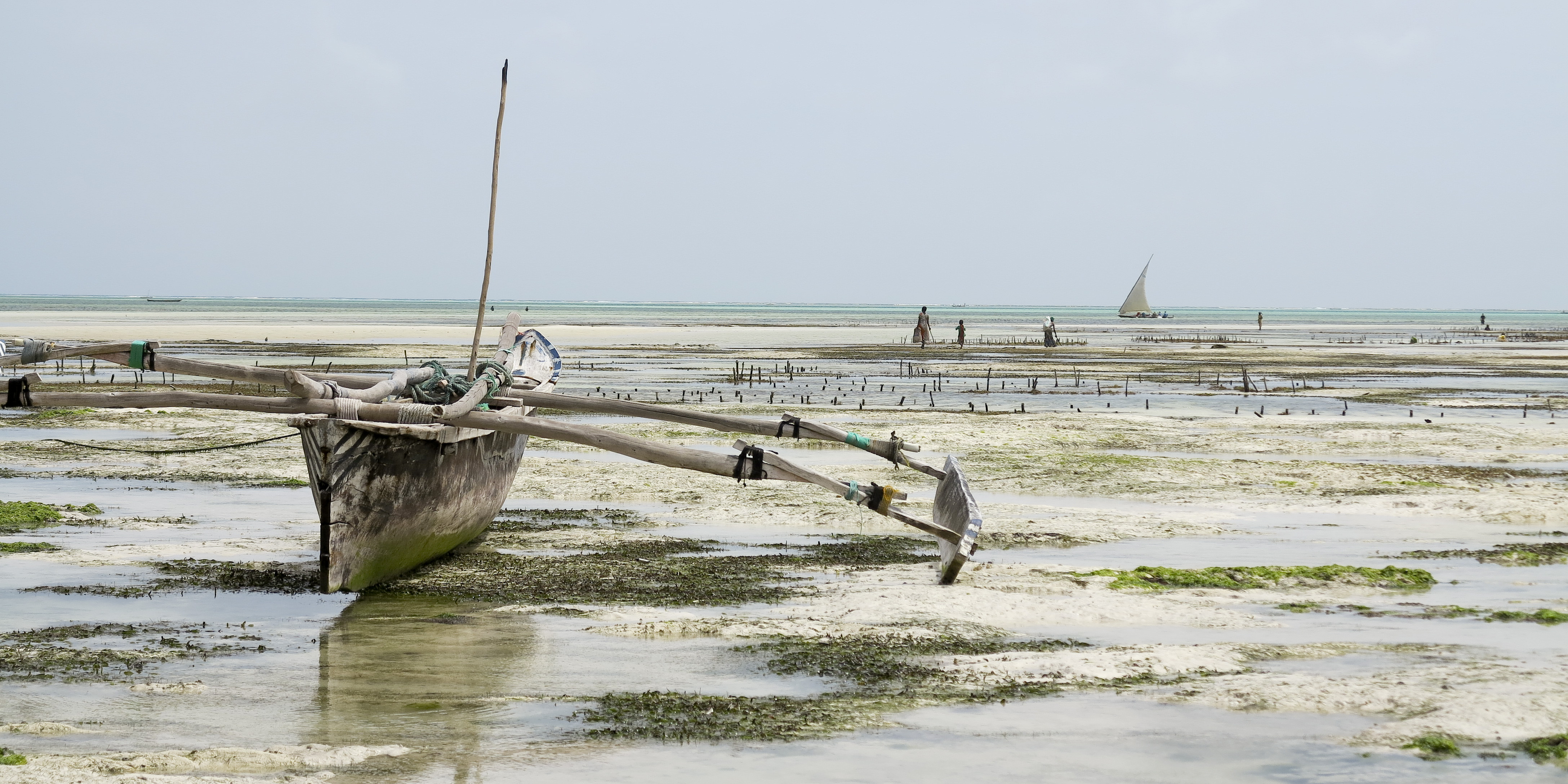 Zanzibar, Oceano Indiano, bassa marea di alessandro54