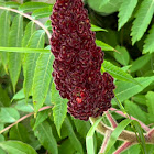 Staghorn Sumac