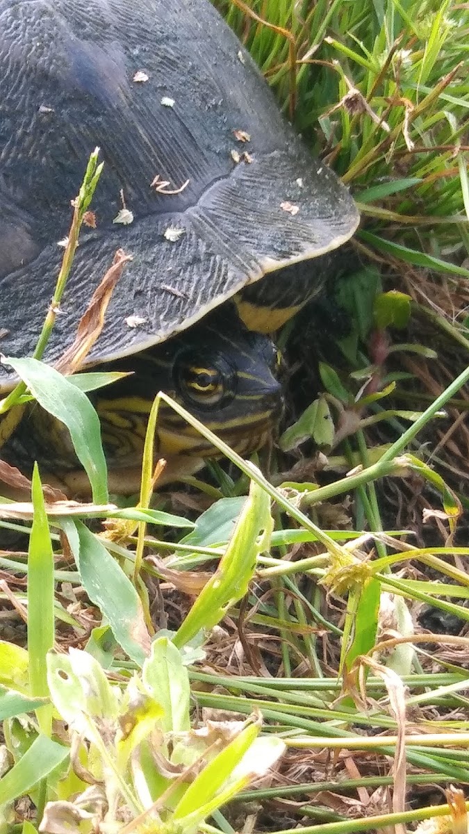 Pond cooter