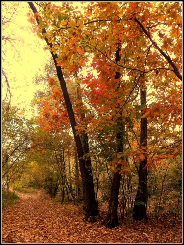 Colori d'autunno di Dade D2