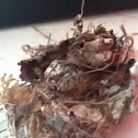 Small chickadee nest