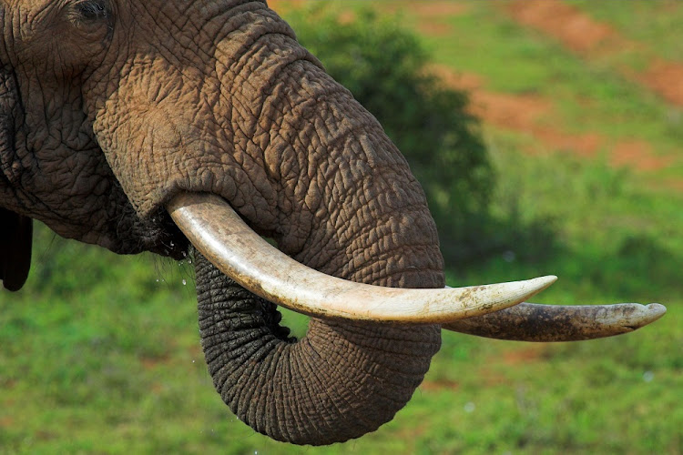 Kabelo Botha Mashao was fatally injured by an elephant that was introduced at Inverdoorn about 15 years ago.