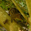 Three-striped Ground Squirrel