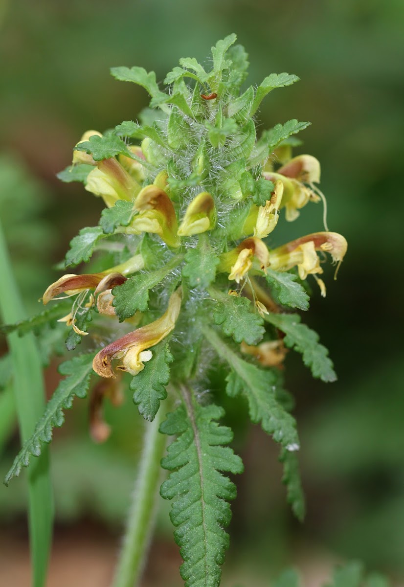 Lousewort