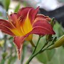 Daylily