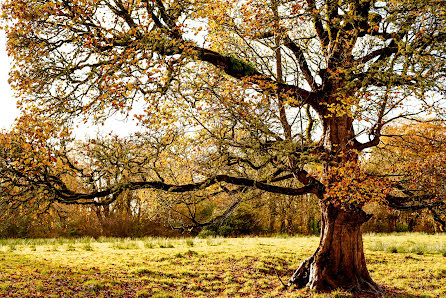 Düğün fotoğrafçısı Shane O Neill (aspect). 6 Mart fotoları