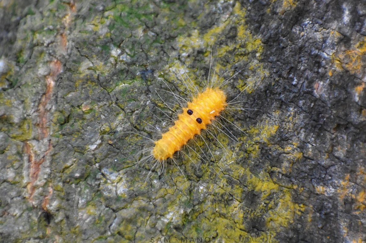 Nolid Moth Caterpillar