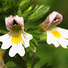 Eyebright