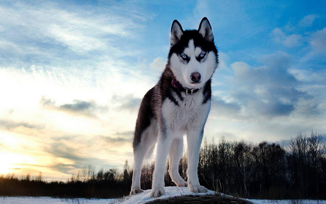 Husky Wallpaper