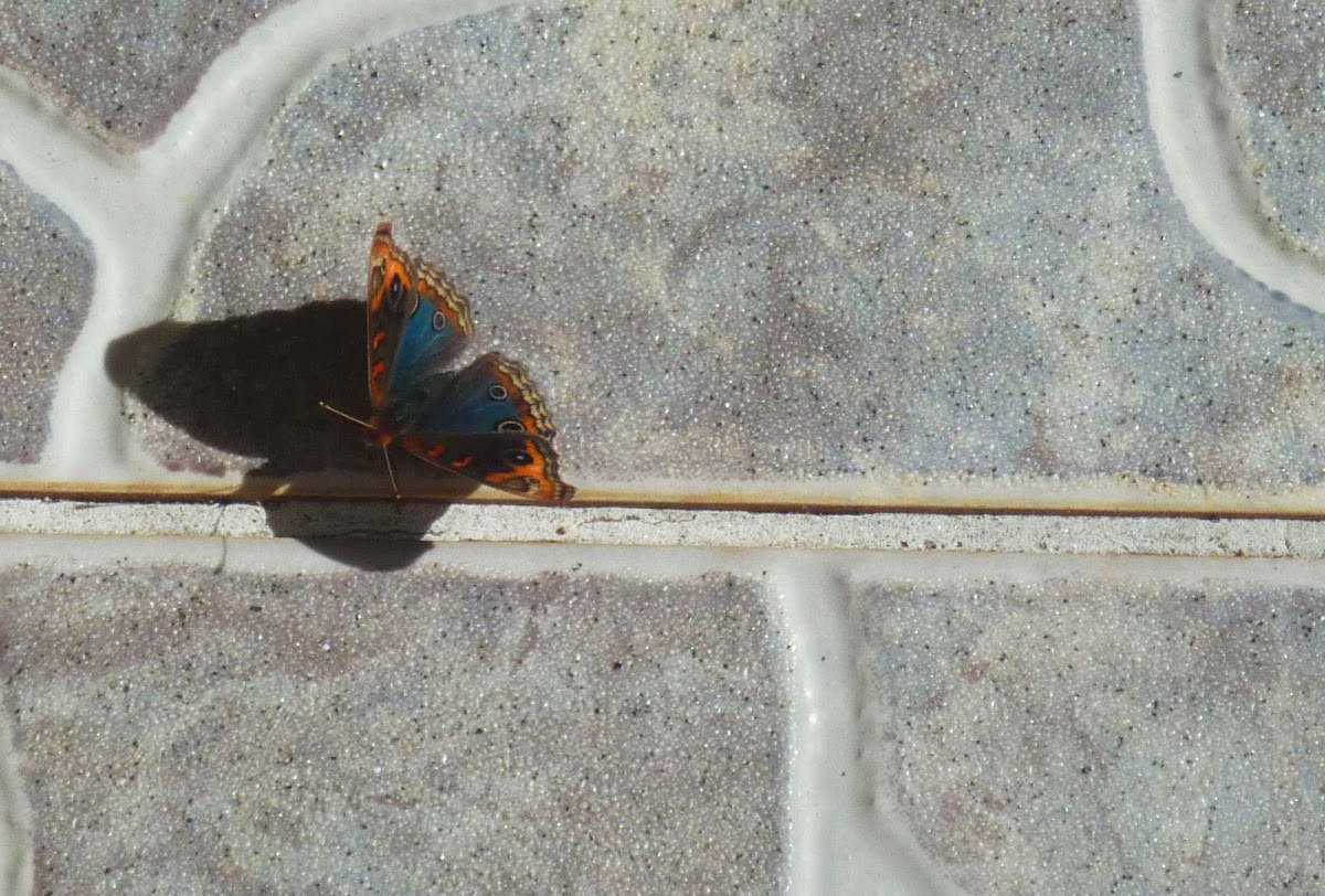 West Indian buckeye butterfly